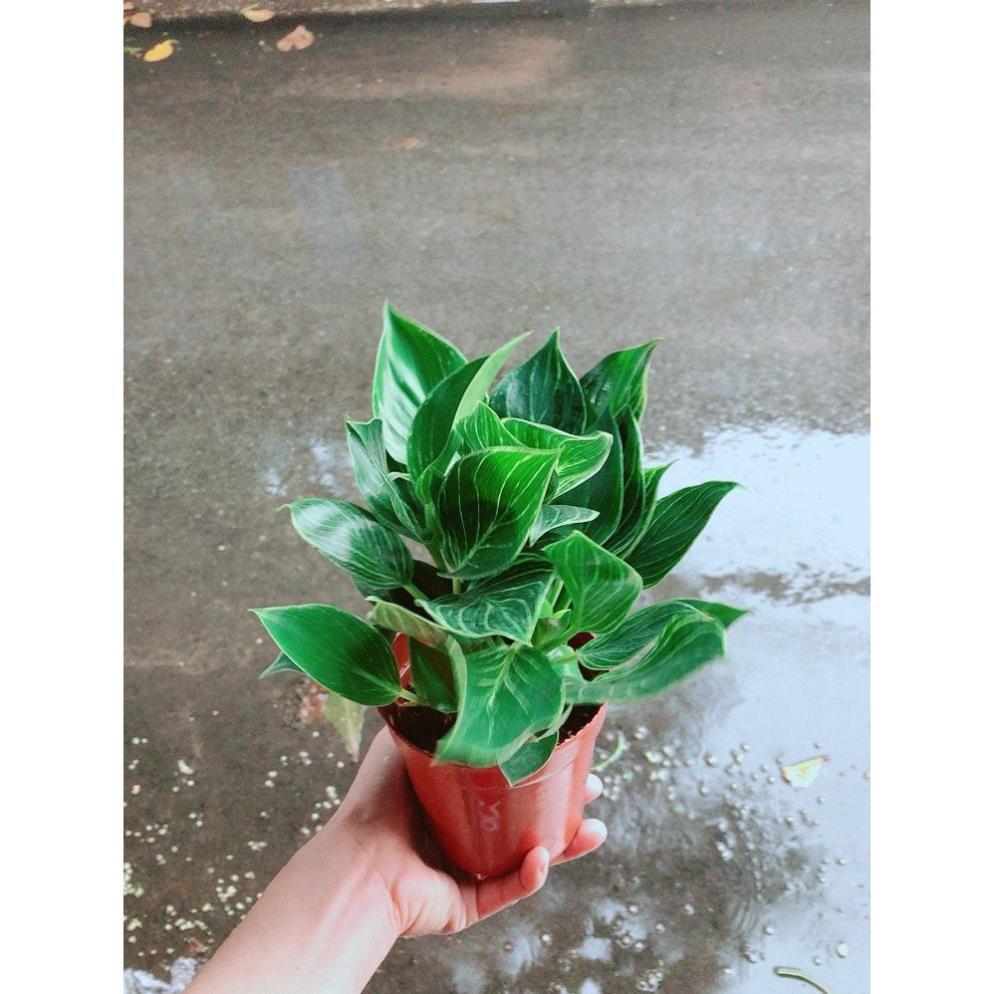 Cây Trầu Bà Cẩm Thạch Hay Trầu Bà Kim Cương Hoặc PHILODENDRON BIRKIN