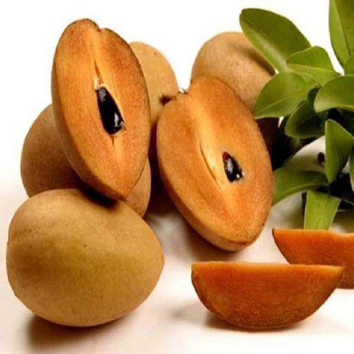CÂY GIỐNG HỒNG XIÊM XOÀI QUẢ TO NHIỆT ĐỚI SIÊU NGON SIÊU QUẢ- CAM KÊT GIỐNG CHUẨN F1