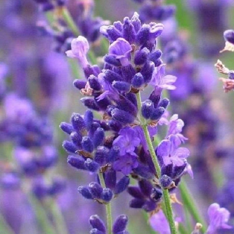 Hạt giống hoa Oải hương (Lavender) Golden Seeds 50 Hạt