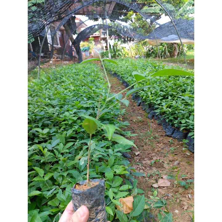 Cây Giống Trầm Hương