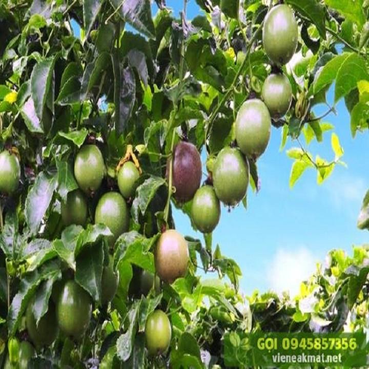 CÂY GIỐNG CHANH LEO TÍM SIÊU QUẢ