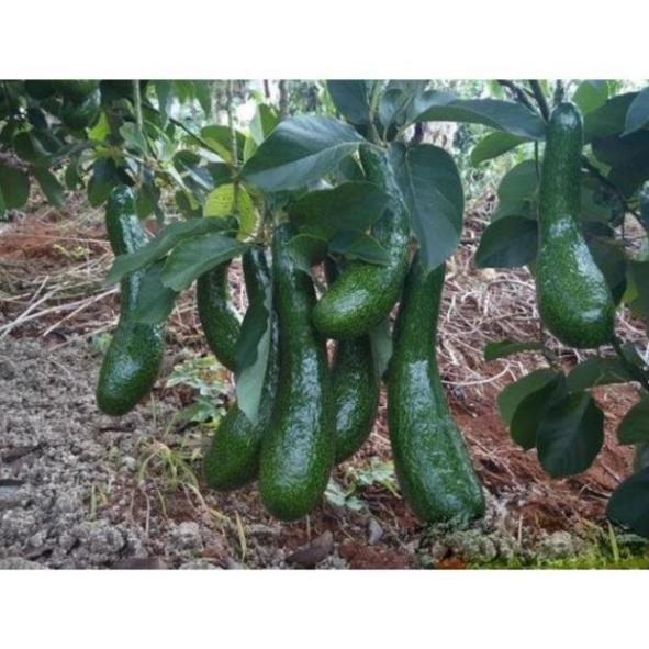 Cây giống bơ 034