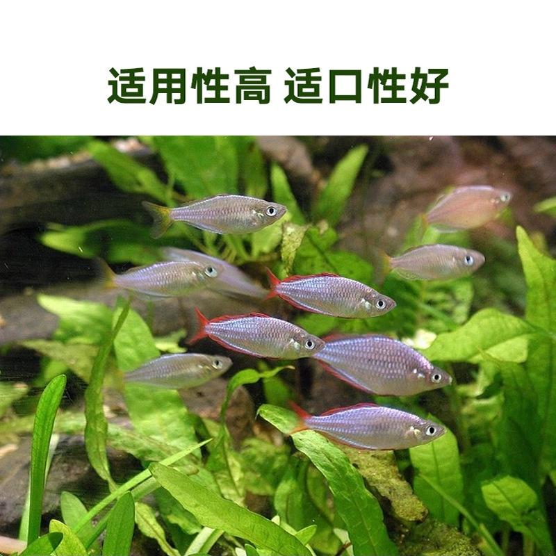 Thức ăn tăng màu cá neon, 7 màu, phượng hoàng cao cấp - Cám các dòng cá nhiệt đới - phụ kiện thủy sinh -shopleo