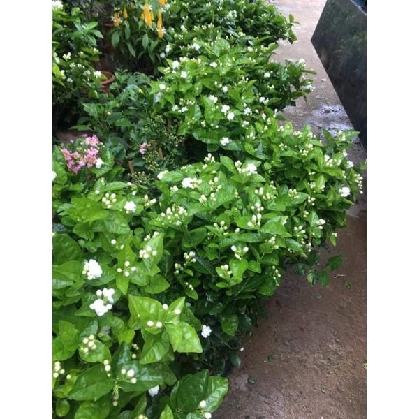 CÂY HOA NHÀI TA cây cao 30-40cm hoa nở quanh năm thơm mát