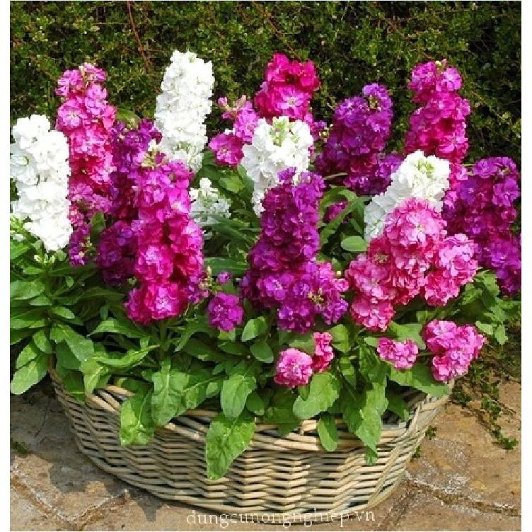 Hạt giống hoa Hoàng Anh nhiều màu 50 hạt/gói