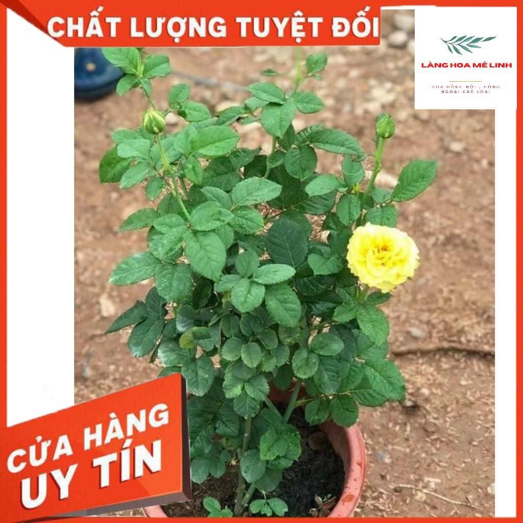 Hoa hồng ngoại Shell – Vẻ đẹp hấp dẫn trong những cánh hoa vàng rực rỡ