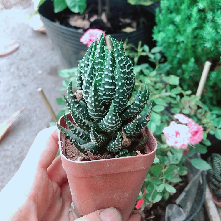 Cây Móng Rồng Búp