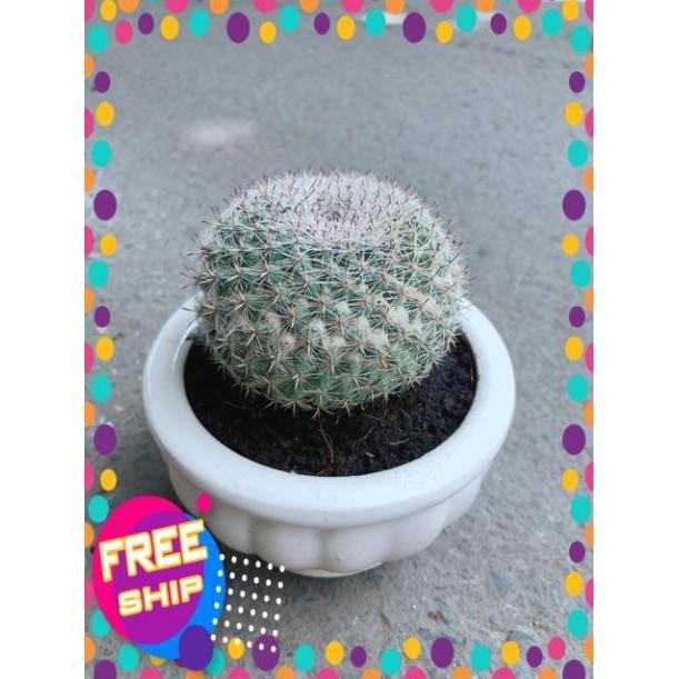 Chậu Xương Rồng Bánh Sinh Nhật