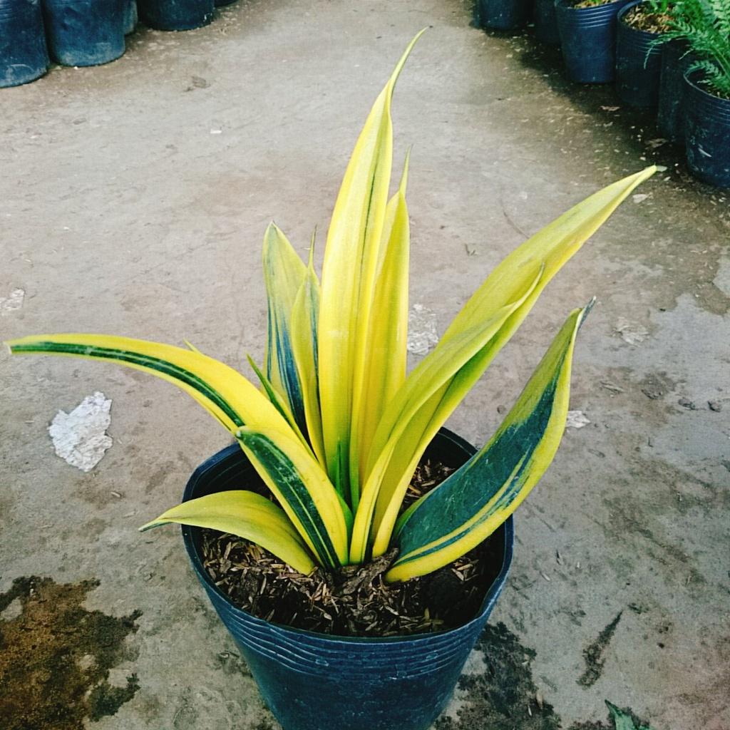 Cây Lưỡi Hổ Hoàng Kim - cây cảnh để bàn + tặng phân bón cho cây