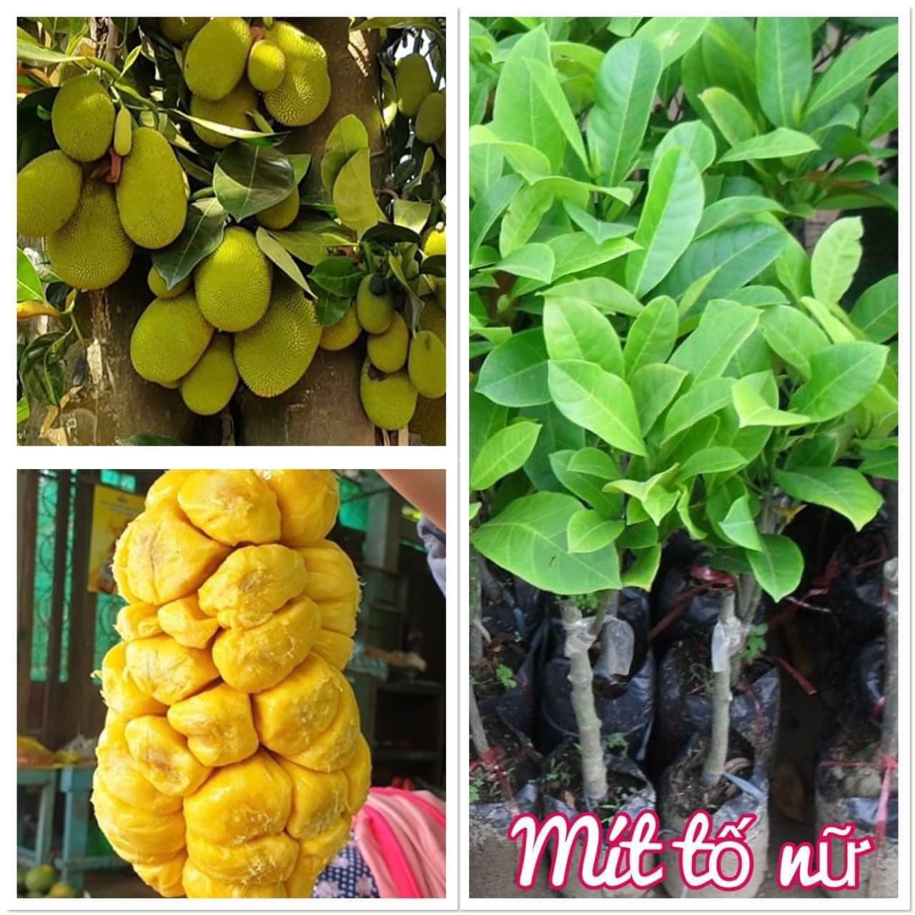 Cây Mít Tố Nữ giống, nữ hoàng của các loại mít, siêu thơm, ngon năng suất cao