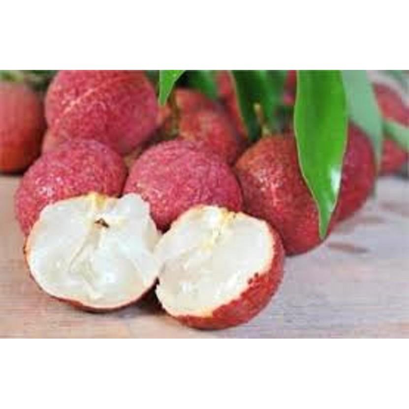 Cây giống vải không hạt chuẩn giống