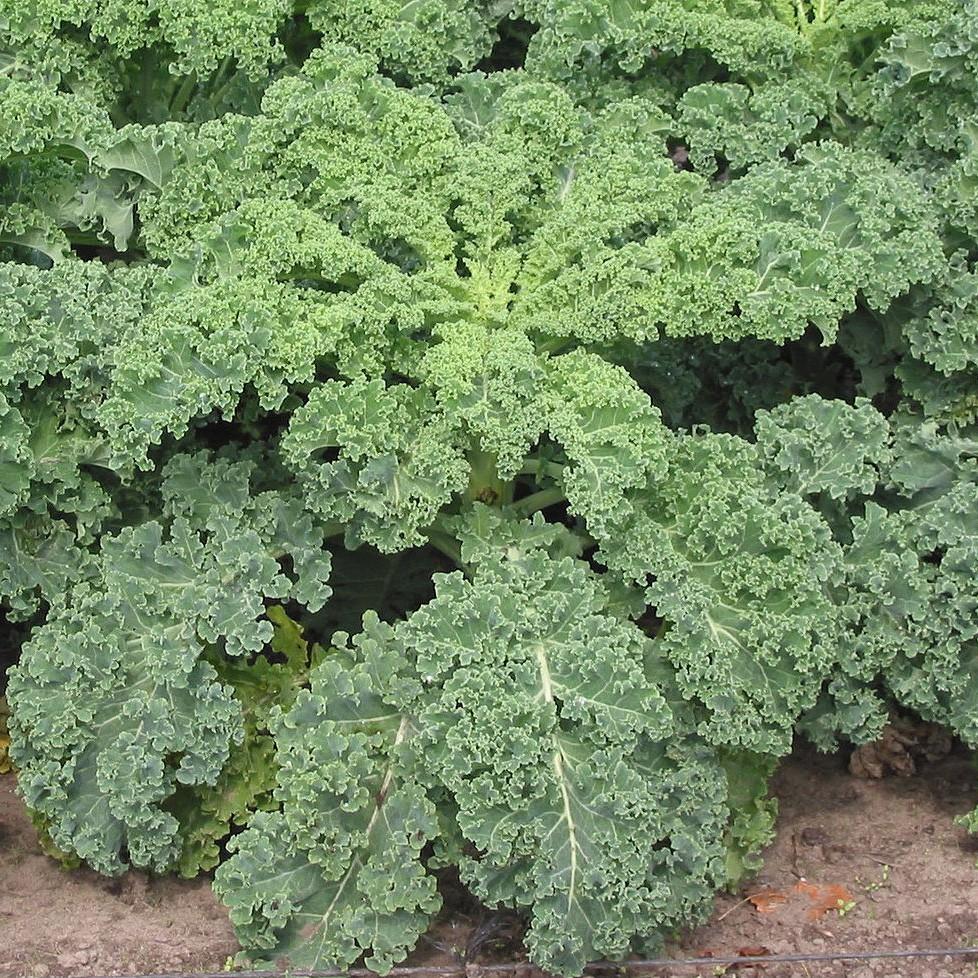 Hạt Giống Cải Xoăn Kale