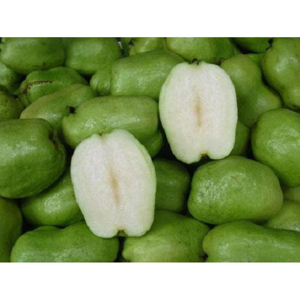 CÂY GIỐNG ỔI KHÔNG HẠT SIÊU NGON SIÊU QUẢ