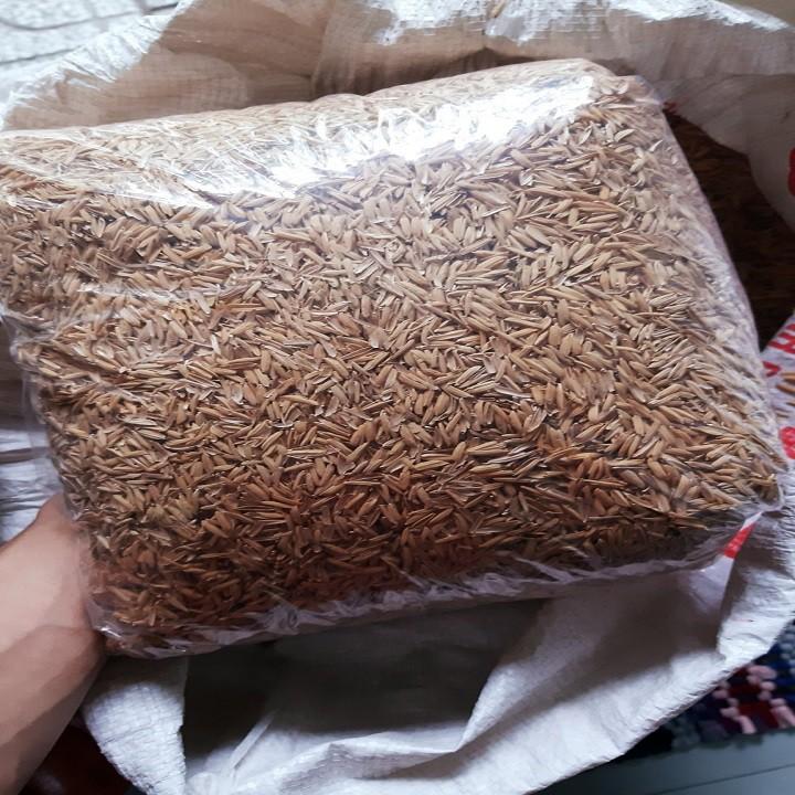 Vỏ trấu tươi trồng LAN ,rau ,hoa, thủy canh, chăn nuôi - gói 1 kg