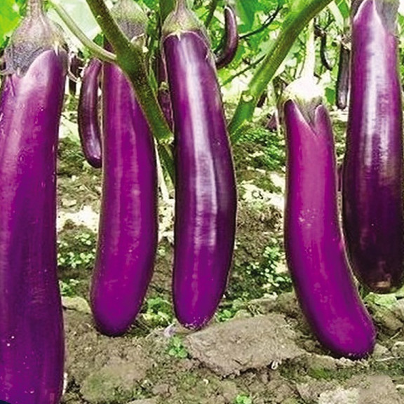 Hạt giống Cà Tím Quả Dài Năng Suất Cao - Nông Sản Vàng