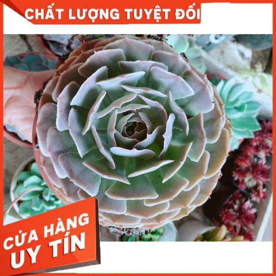 Sen đá bắp cải tím Nhiều Người Mua