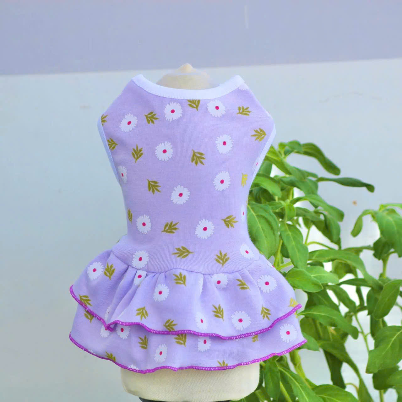 ĐẦM HOA CÚC TƯƠI MÁT DỄ THƯƠNG TỪ 0.5-12KG DÀNH CHO THÚ CƯNG CHÓ MÈO