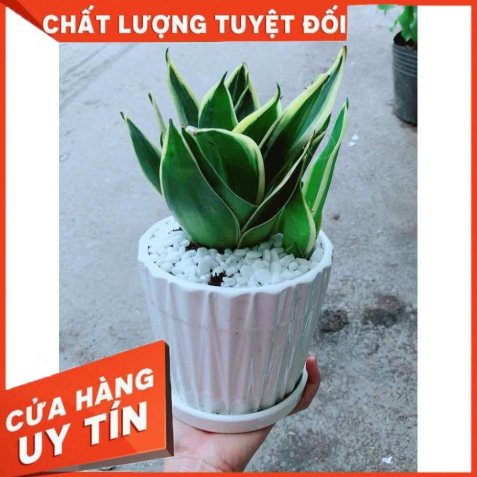 Chậu Lưỡi Hổ Thái Nhiều Người Mua
