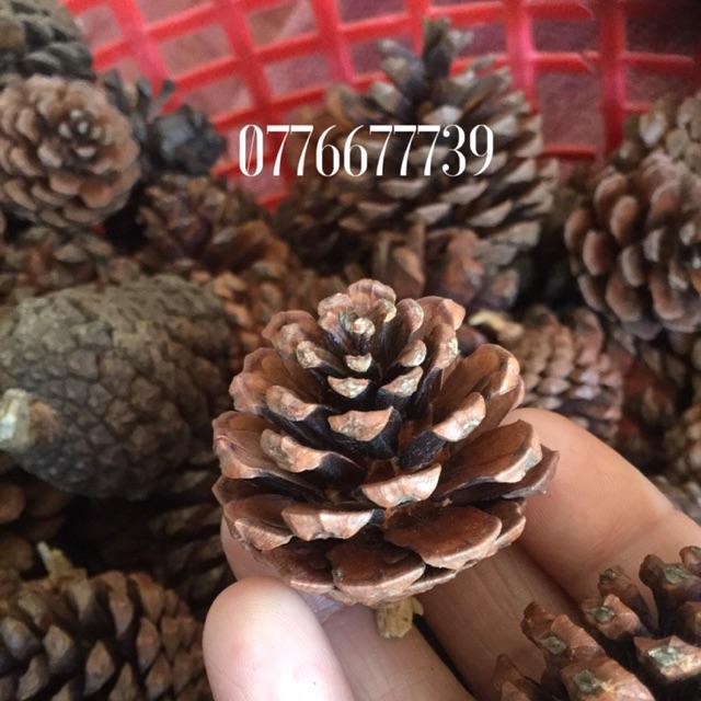 1kg trái thông khô loại nhỏ