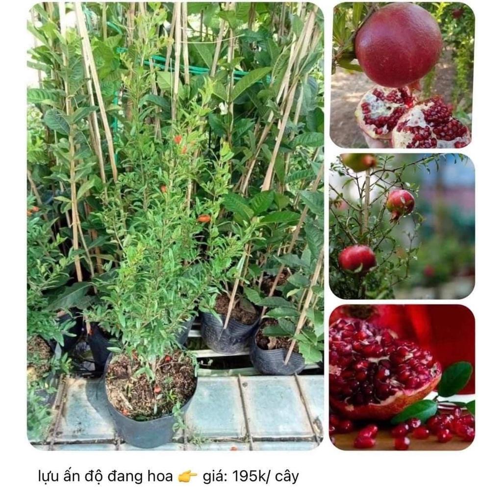 Cây giống Lựu đỏ Ấn Độ ĐANG RA HOA. .