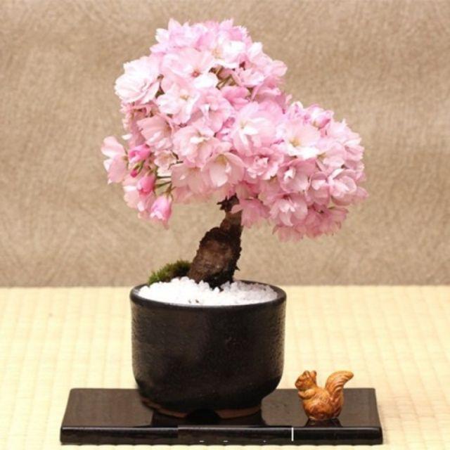 Gói 5 Hạt giống hoa anh đào ĐẾN MÙA TRỒNG TẾT