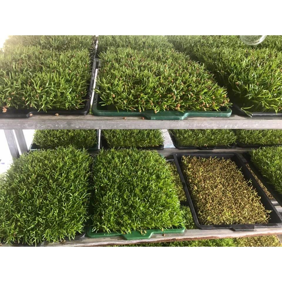 1kg Hạt Giống Rau Mầm Củ Cải Trắng Đà Lạt