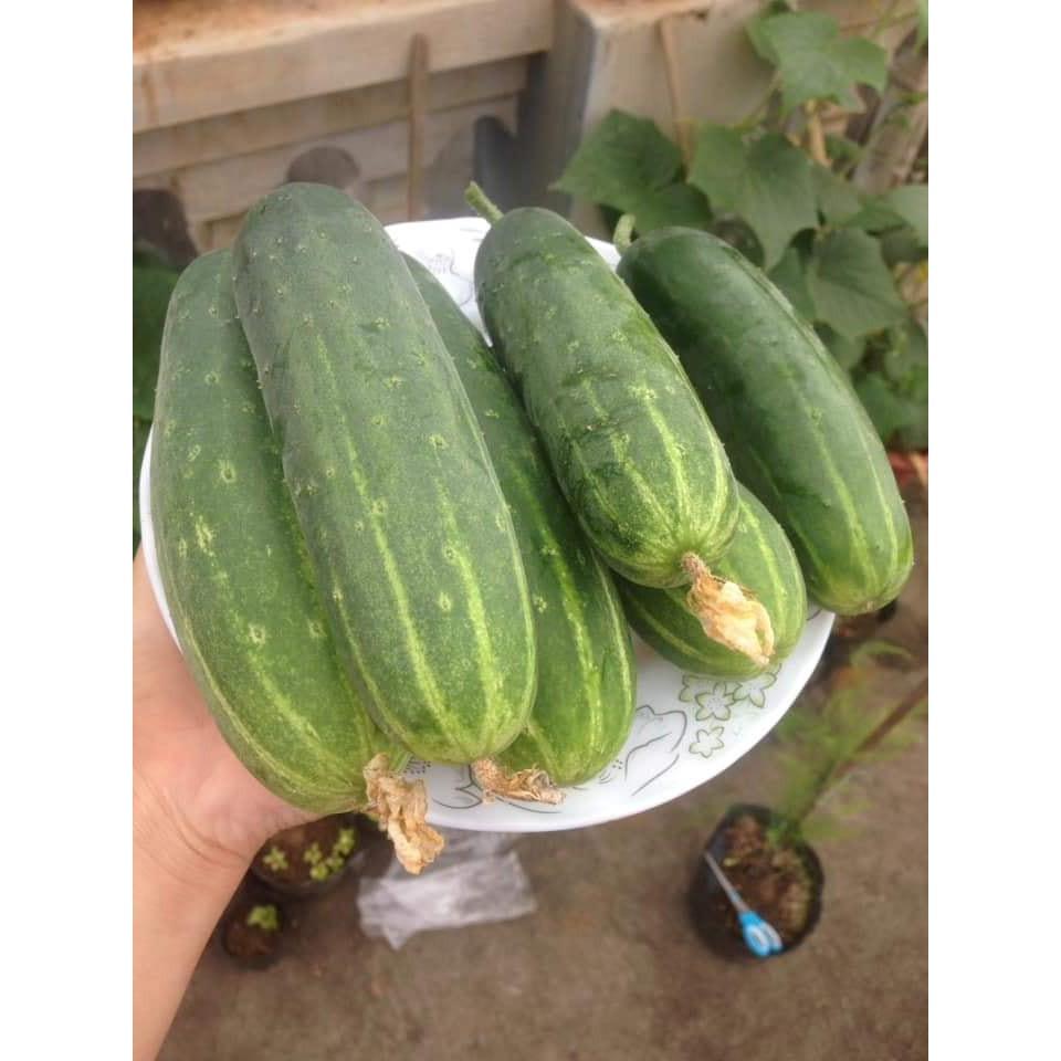 DƯA LEO XANH - DƯA CHUỘT XANH