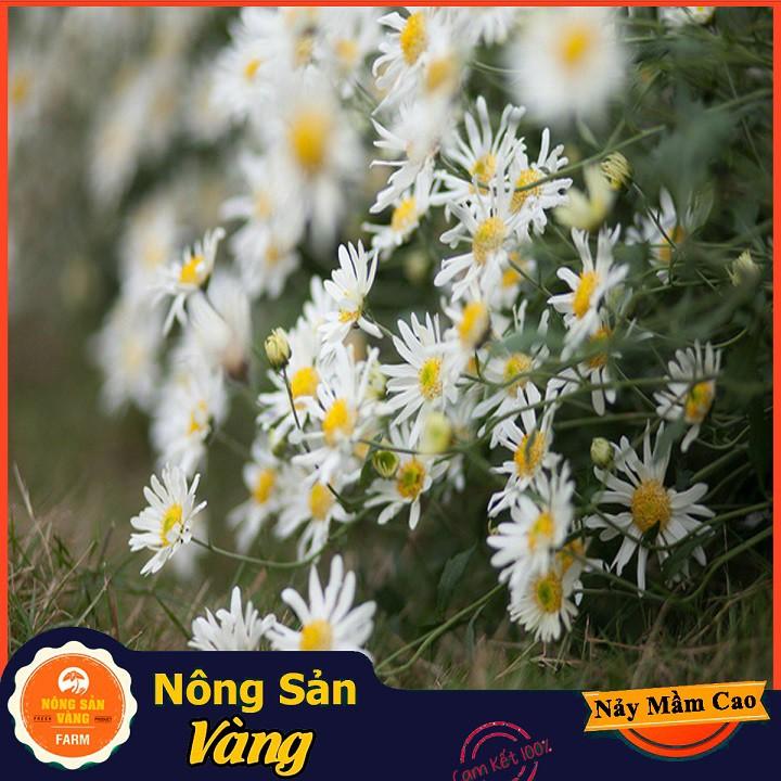 Hạt giống Hoa Cúc Họa Mi Trắng ( Gói 0,03 gram ) - Nông Sản Vàng