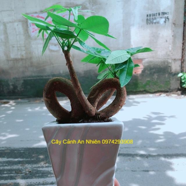 Chậu Kim Ngân Nơ