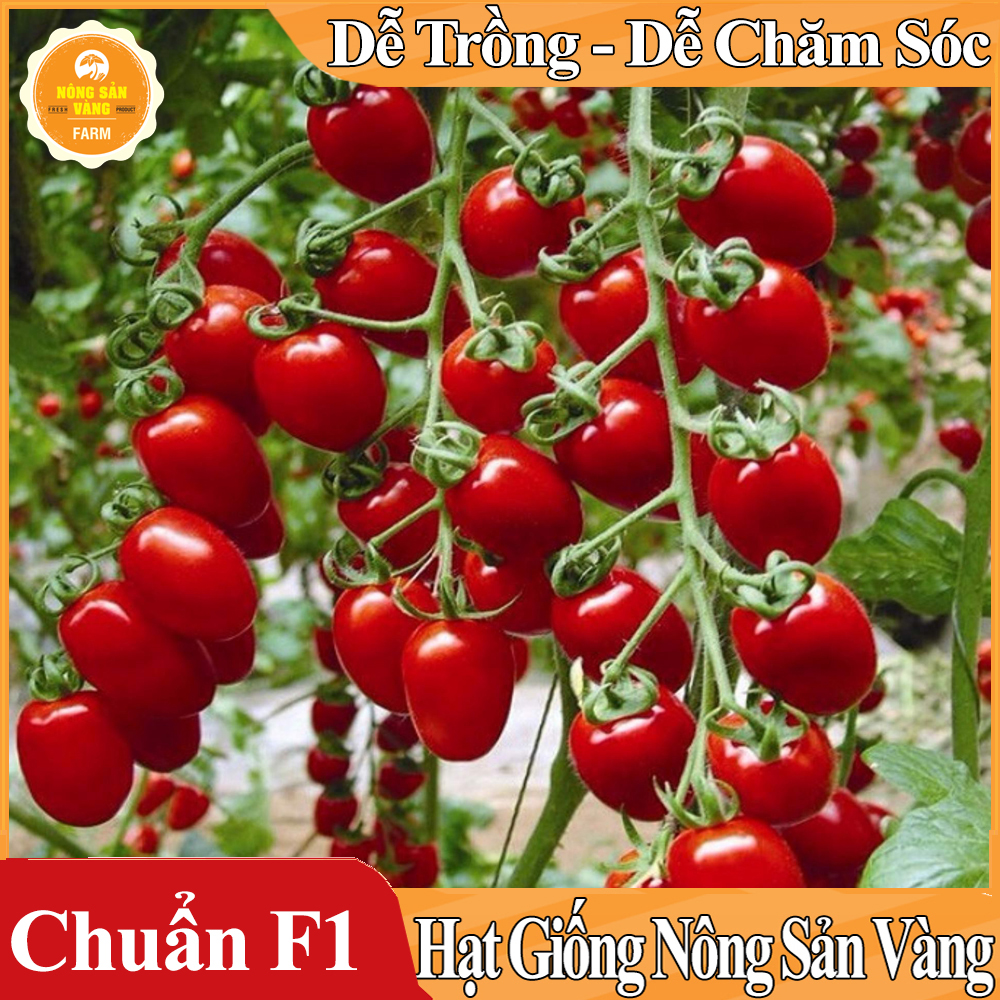 Hạt giống Cà Chua Cherry Đỏ - Nông Sản Vàng