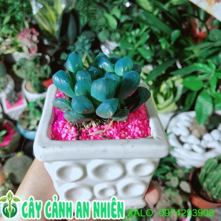 Chậu Cây Kim Cương Xanh Dương