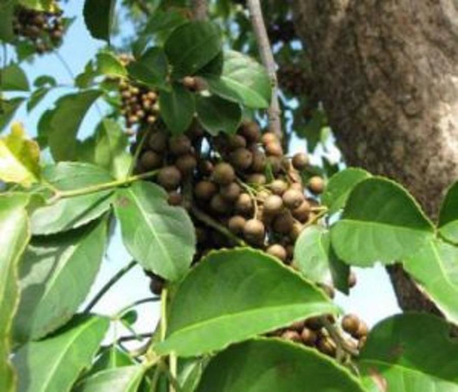 Cây nhội giống, cây lá nhội vị chua hơi chát, gia vị hàng ngày có 50 công dụng tốt cho sức khỏe
