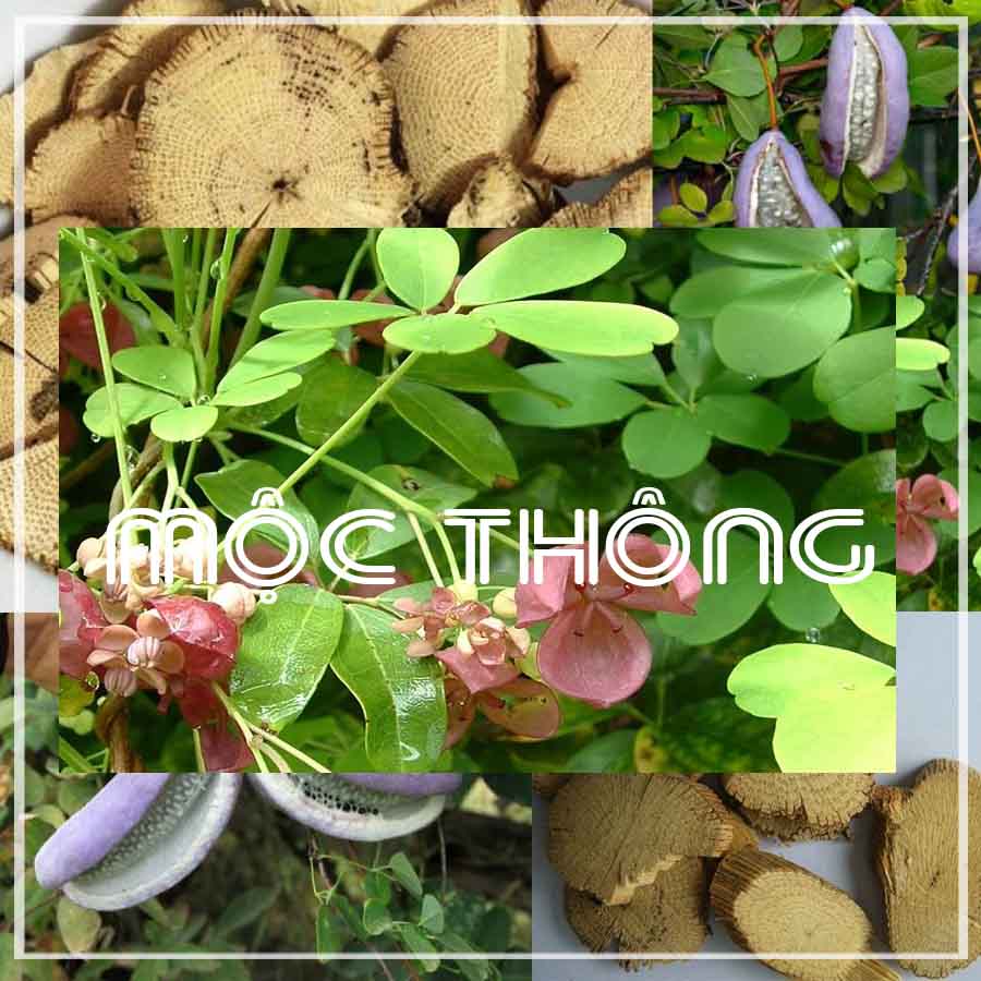 1KG Cây Mộc Thông khô sạch