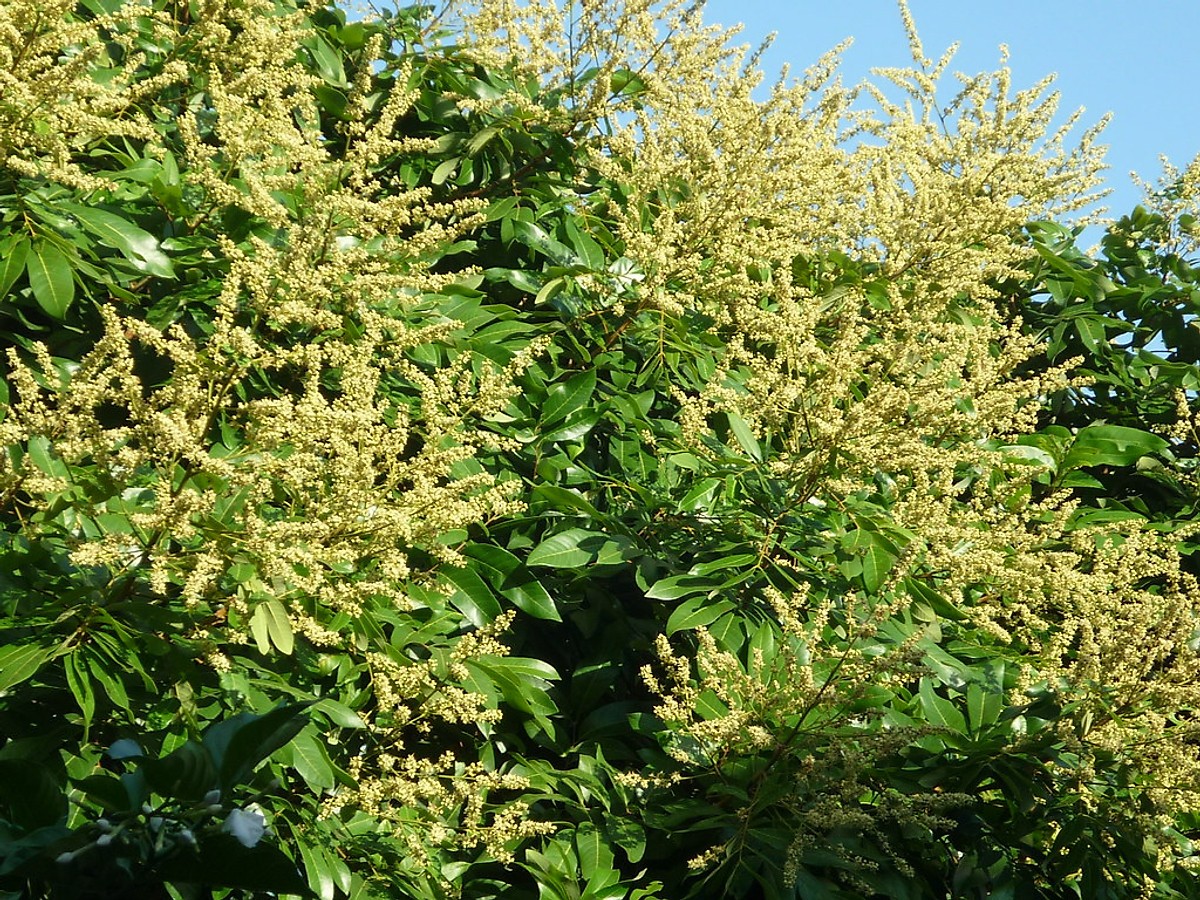 PHÂN BÓN LÁ FLOWER KÍCH BÔNG 1 LÍT - KÍCH RA HOA ĐỒNG LOẠT, CHỐNG NGHẸN HOA