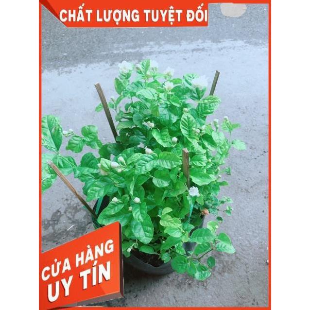 Hoa Nhài Thơm