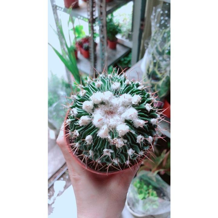 Xương Rồng Trúc Ngọc