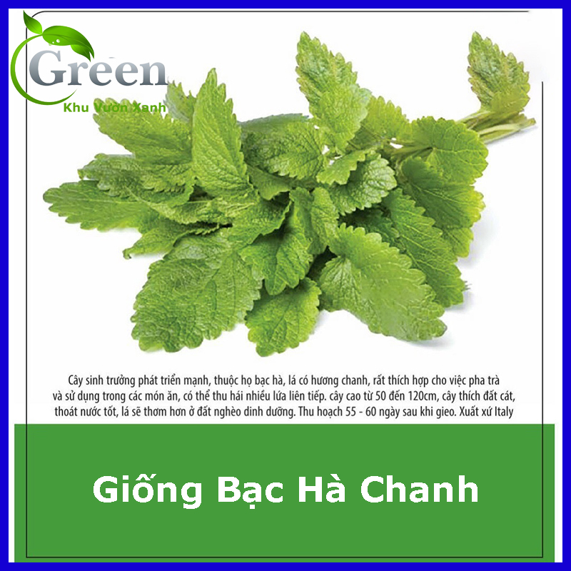 Hạt Giống Bạc Hà Chanh Lemon Balm (Tía Tô Đất)