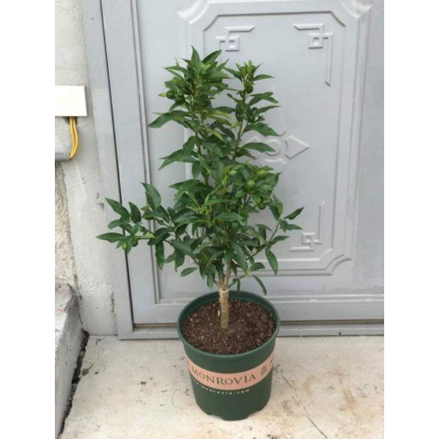 Sản phẩm CÂY QUẤT NGỌT