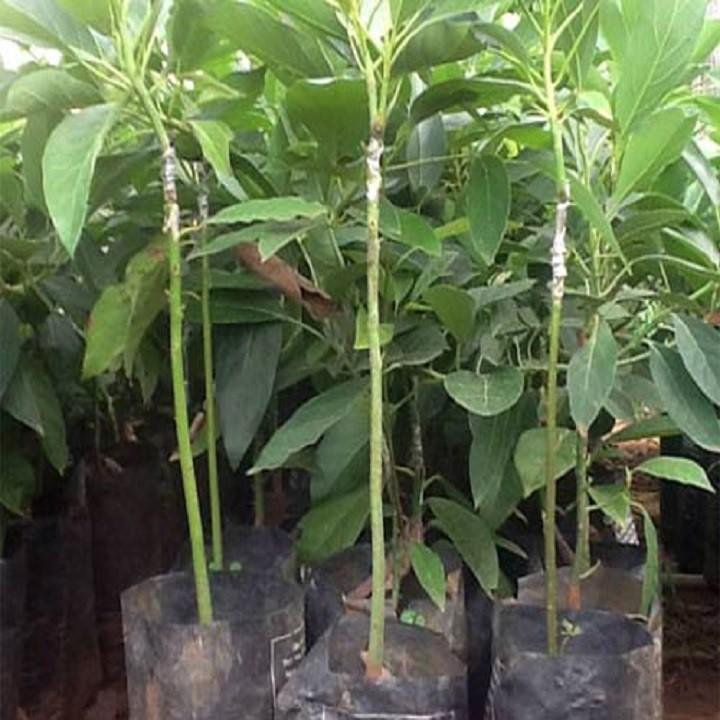 CÂY GIỐNG BƠ SÁP BOOT SIÊU NGON, NHIỀU QUẢ