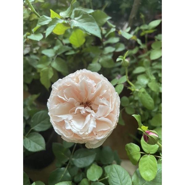 Hoa Hồng ngoại hương nước hoa Yves Maiden heart ngọt ngào