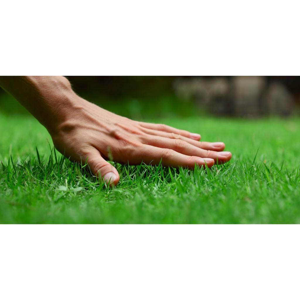 Hạt Giống Cỏ Nhung Nhật - gói 500g