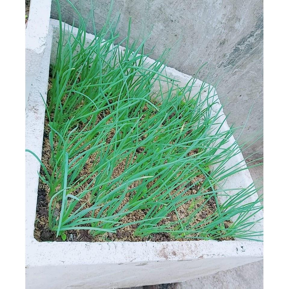 HẠT GIỐNG HÀNH HƯƠNG XANH F1 - SINH TRƯỞNG CỰC KHỎE CHỐNG CHỊU SÂU BỆNH