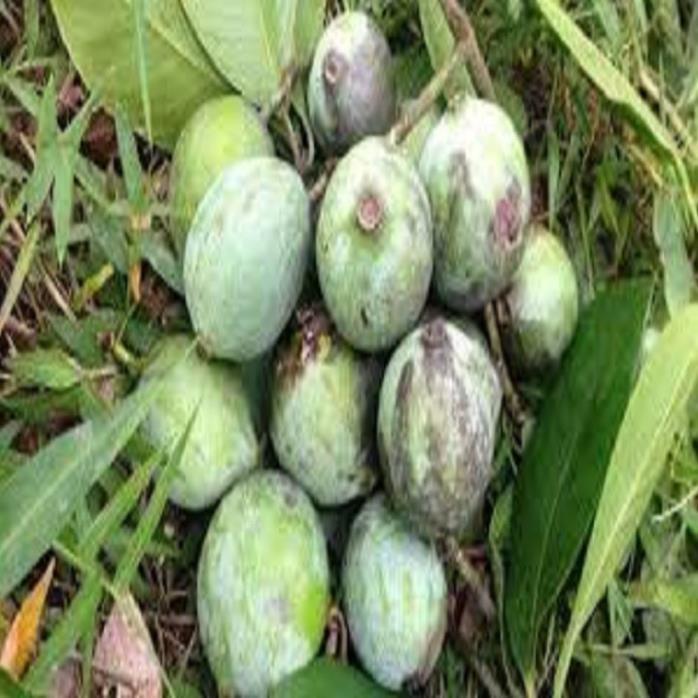 CÂY QUẢ DỌC NẤU CANH CHUA CHUẨN GIỐNG F1