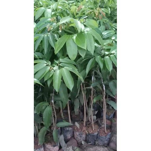 Combo 2 cây vải thiều chuẩn F1