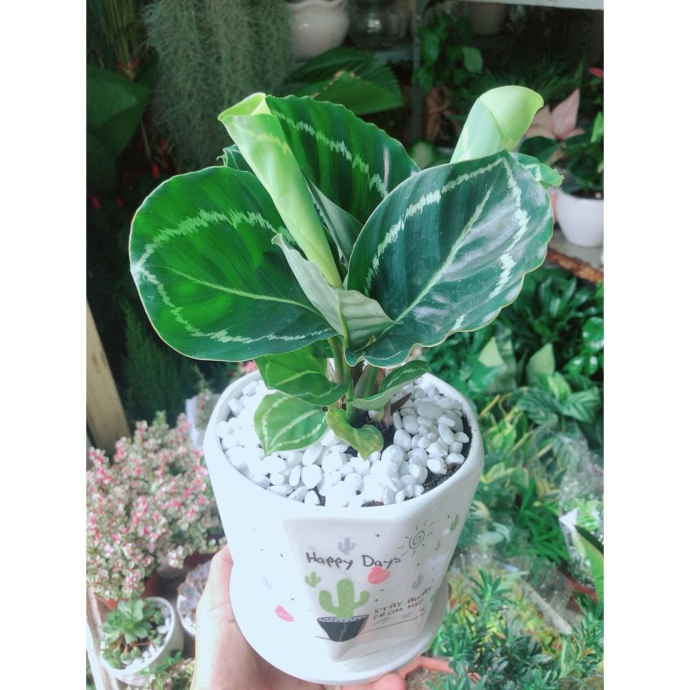 Chậu Đuôi Công Xanh