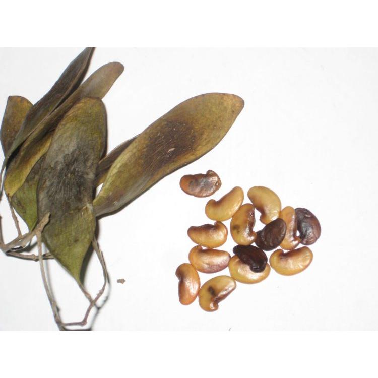 Hạt giống  cây xưa đỏ ,cây huỳnh đoàn,trắc thối ,huê-1 gói 20 hạt