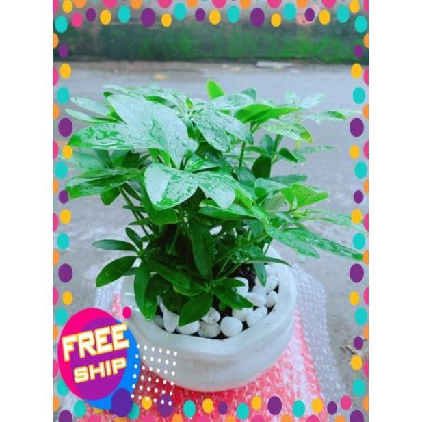 Chậu Cây Ngũ Gia Bì Để Bàn