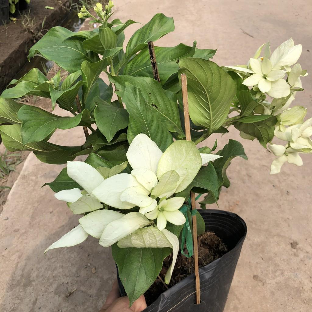 Cây hoa én bạc, chiều cao cây 35cm hoa trắng nở rộ dễ dàng chăm sóc, thích hợp trang trí cảnh quan sân vườn hàng rào