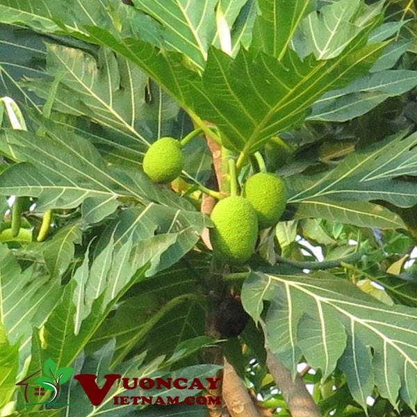 Cây sa kê cây lớn