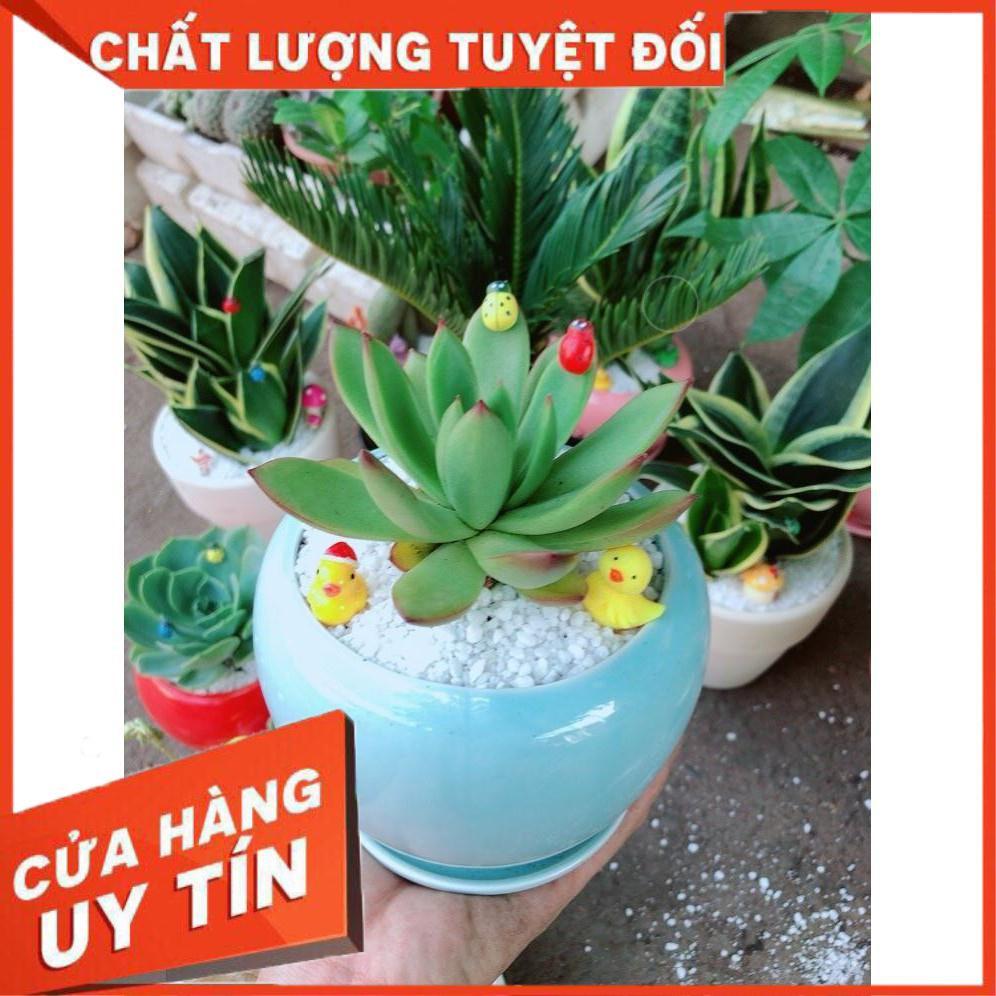 Chậu cây sen đá viền đỏ Nhiều Người Mua